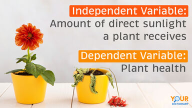 Contoh Variabel Independen dan Dependen Bunga