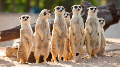 meerkat yang dapat beradaptasi berdiri dalam barisan