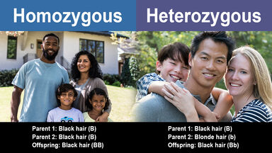 perbedaan homozigot dan heterozigot