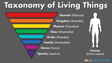 taksonomi makhluk hidup manusia