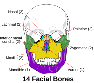 Tulang Fasial