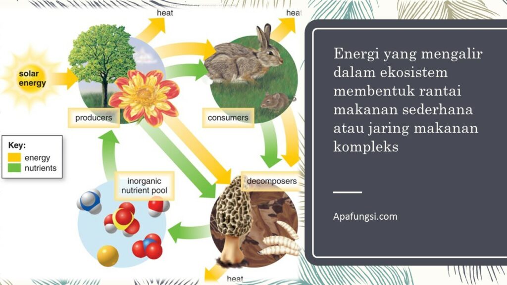 Energi yang mengalir dalam ekosistem membentuk rantai makanan