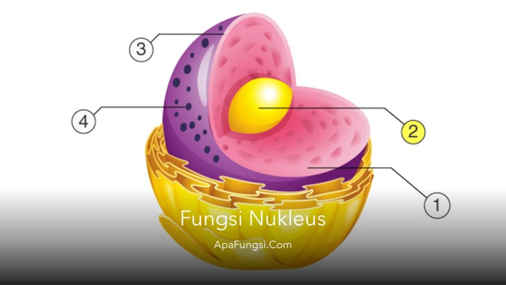 Fungsi Nukleus