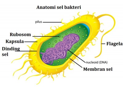 anatomi sel bakteri