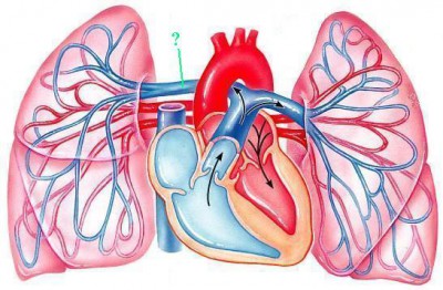 Fungsi arteri pulmonalis